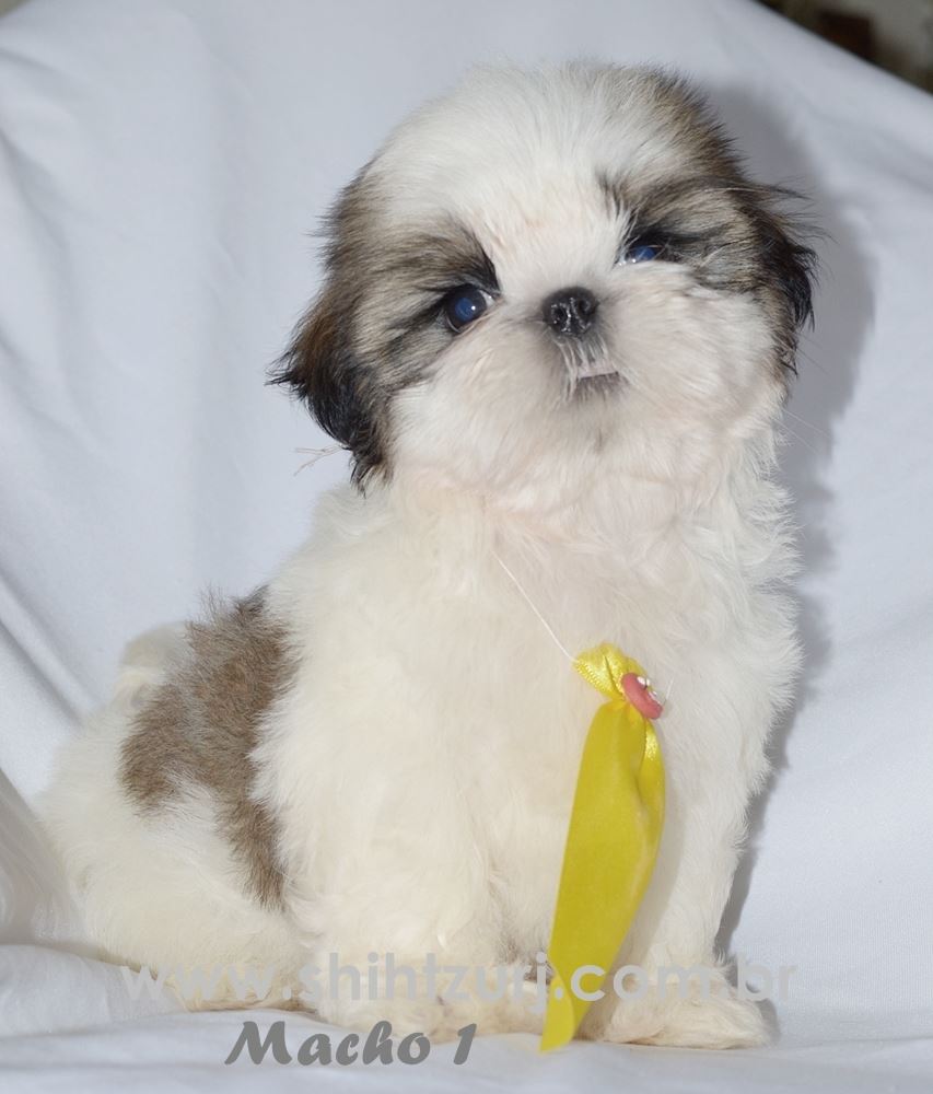 shih tzu filhote preço